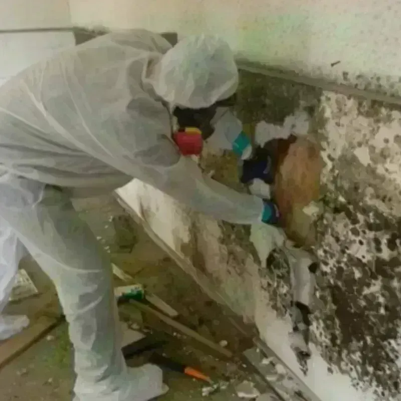 Mold Remediation and Removal in Friedens, PA